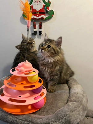 British Shorthair și British Longhair - imagine 2