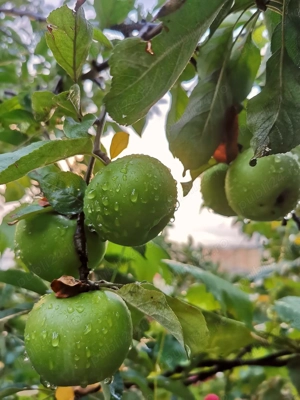 Vila de vanzare zona de munte - imagine 5