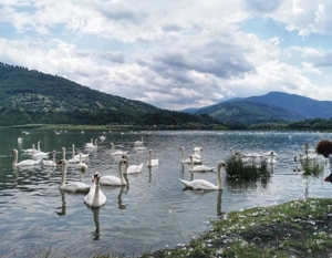 Vila de vanzare zona de munte - imagine 4