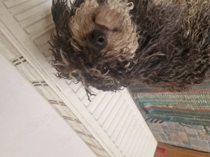 Bishon havanez negru  - imagine 5