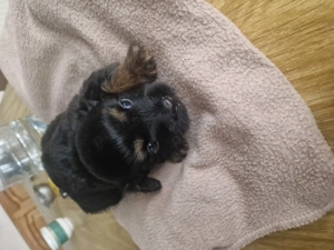 Bishon havanez negru 