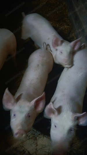 Vand purcelusi rasa landras-pietran - imagine 2