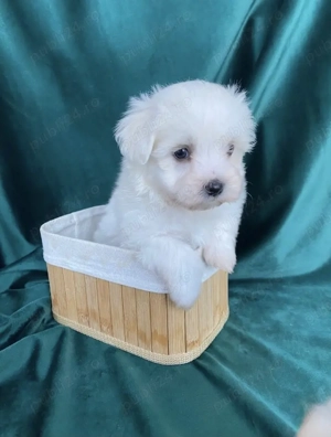 bichon maltez talie mica, carnetel de sanatate