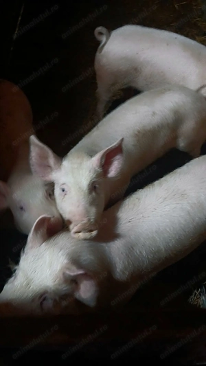 Vand purcelusi rasa landras-pietran - imagine 3