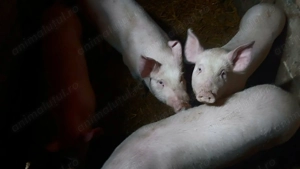 Vand purcelusi rasa landras-pietran - imagine 4