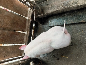 Vand      purcei     . - imagine 5