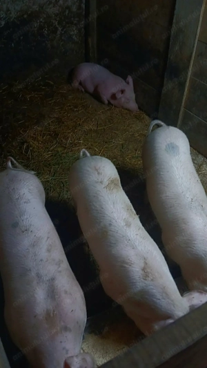 Vand purcelusi rasa landras-pietran - imagine 5