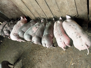 Vand      purcei     . - imagine 2