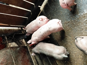 Vand      purcei     .