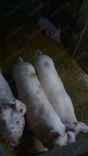 Vand purcelusi rasa landras-pietran - imagine 9