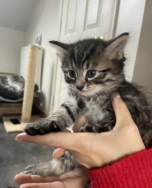 siberiana de pădure  - imagine 2