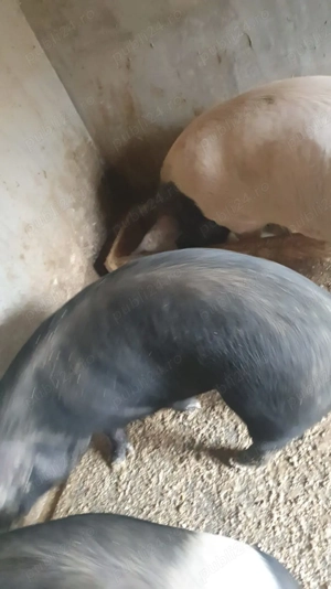 Vand doi porci bazna 