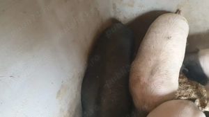 Vand doi porci bazna  - imagine 2