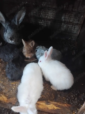 schimb de domicil - imagine 2