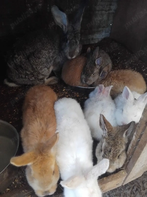 schimb de domicil - imagine 3