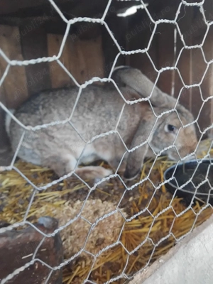 schimb de domicil - imagine 4