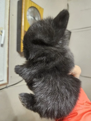 Iepurași cap de leu 