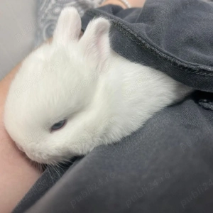 Iepurași cap de leu 