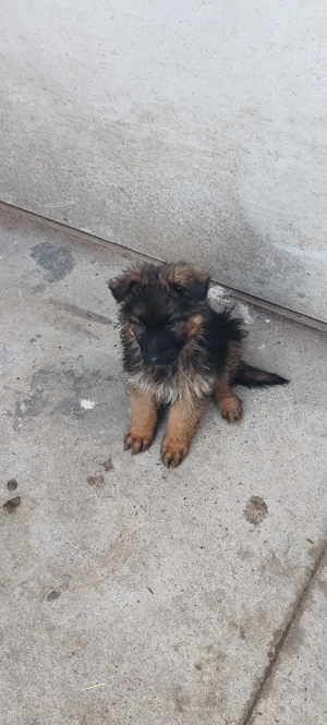 pui ceobanesc german cu păr lung  - imagine 5