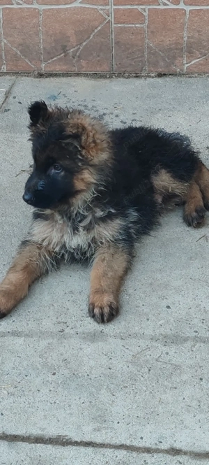 pui ceobanesc german cu păr lung  - imagine 2