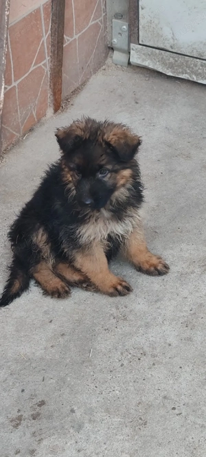 pui ceobanesc german cu păr lung  - imagine 4