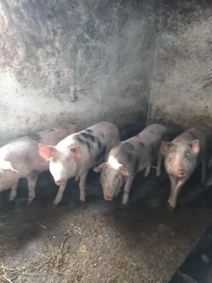 Purcele  pentru monta  - imagine 4