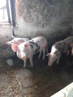 Purcele  pentru monta  - imagine 3