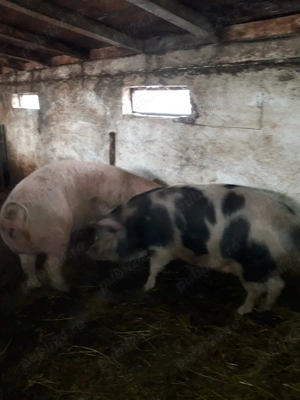 Purcele  pentru monta 