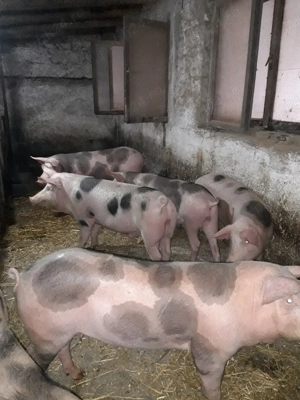 Purcele  pentru monta  - imagine 5