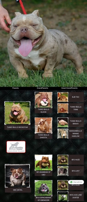 American bully micro - imagine 2