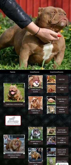 American bully micro - imagine 3