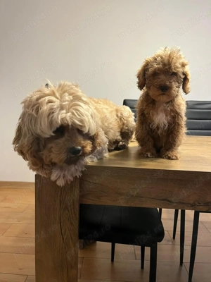 Pudel toy fetițe baieti - imagine 3