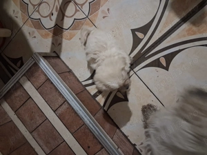 Vând puii de bichoni