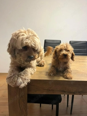 Pudel toy fetițe baieti