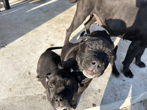 Vând pui Cane Corso vaccinați și deparazitați  - imagine 2