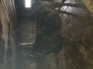 Junica Angus de vânzare 