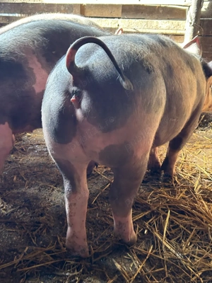 purcei pietrain de vanzare - imagine 4