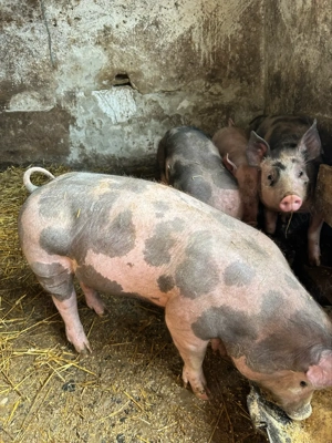 purcei pietrain de vanzare