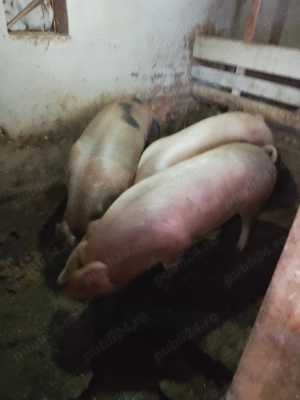 Vand porci detalii la telefon 