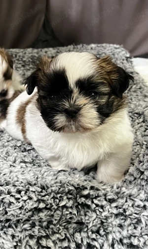 Shih tzu de vanzare