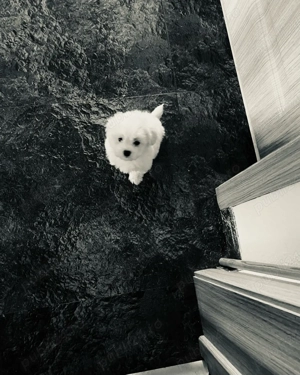 Vand pui bishon talie mica 7 saptamani baietel - imagine 2