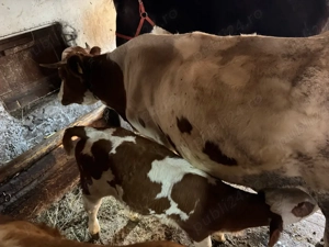 vand vacă cu vițel  - imagine 3