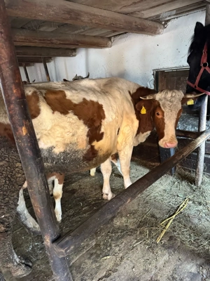 vand vacă cu vițel  - imagine 4