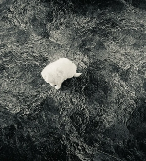 Vand pui bishon talie mica 7 saptamani baietel - imagine 3