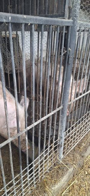 Vând 2 scroafe - imagine 5