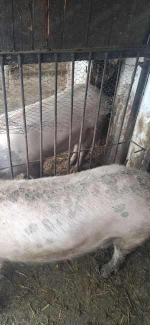 Vând 2 scroafe - imagine 2