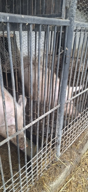 Vând 2 scroafe - imagine 4