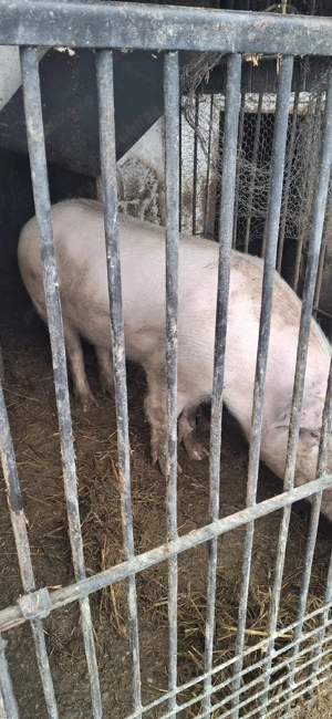 Vând 2 scroafe - imagine 3