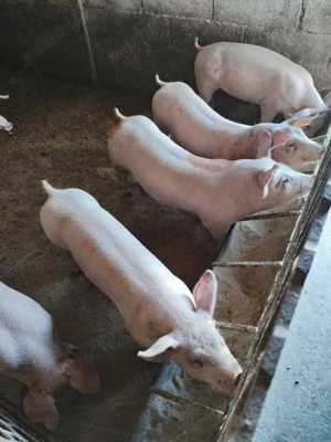 Purceiiiii - imagine 3