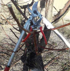 curățări pomii fructifer medi și intensivi detali la nr 